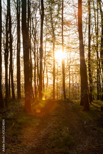 A footpath in the sprintime forest