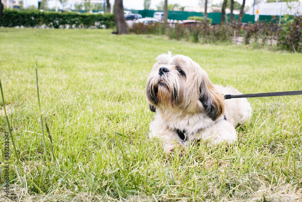 Beautiful shih tzu dog with leash lying on the grass outside on summer day. 