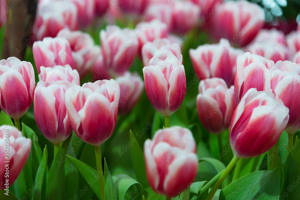 Tulip flower is typical flower in netherlands.