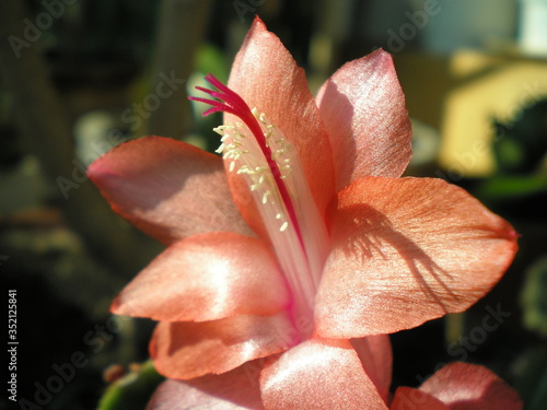 Schlumberger flower pink close up photo