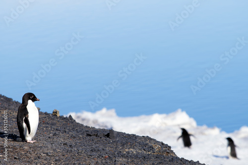 Why did you guys leave me here? 
Adele on Ross Island, Antarctica