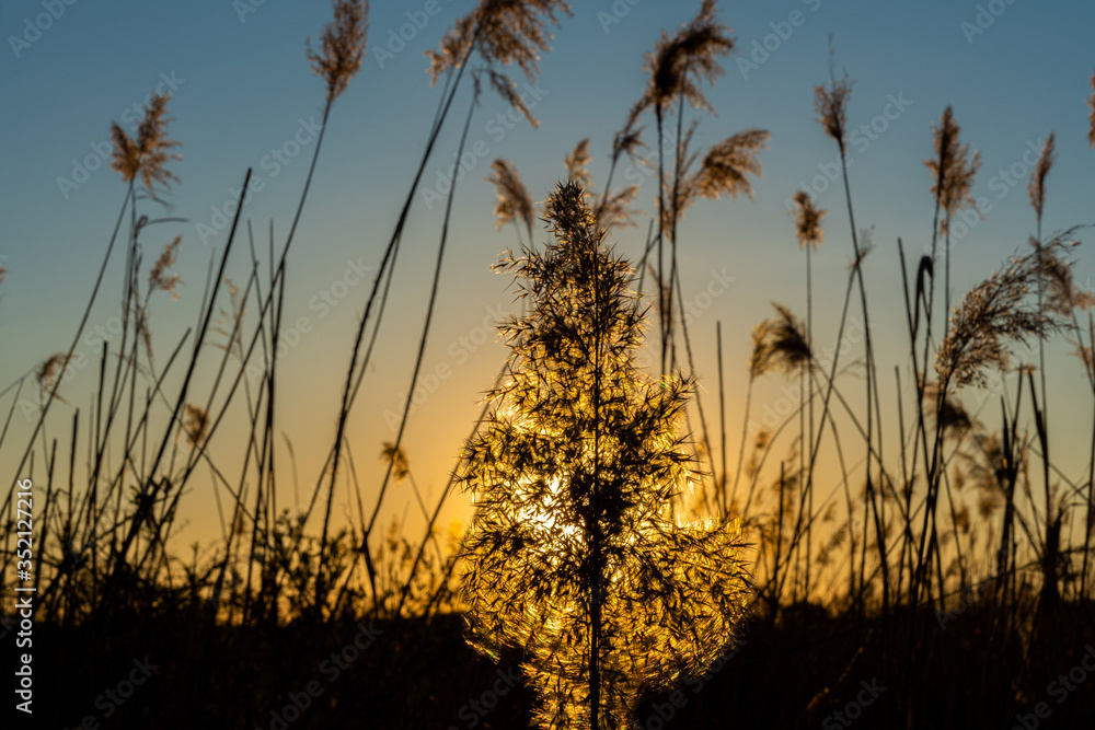Fototapeta premium Reeds during sunset