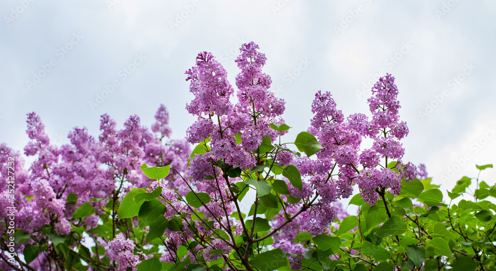 flowering tree lilac purple in the background of the sky with clouds