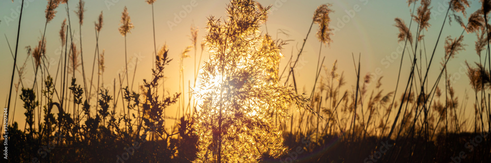 Obraz premium Reeds during sunset