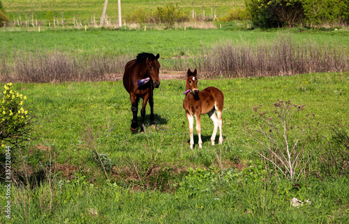  beautiful slender brown mare walks on the green grass in the field  along with small cheerful foal. Horses graze in a green meadow on asunny day.