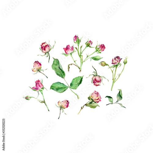 Set of Tea roses vector watercolor on white background. Hand drawn texture.
