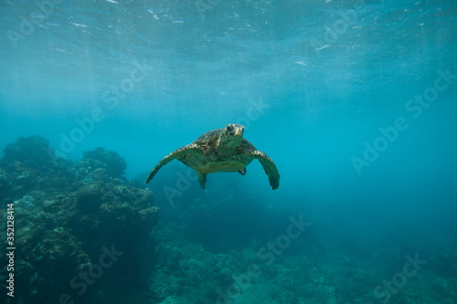 Green Sea Turtle Underwater Swimming in a Sea of Blue © DaiMar
