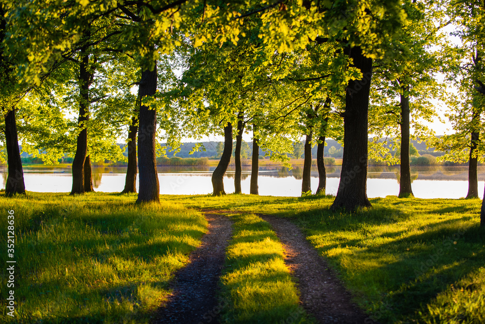 landscape field road in the forest in summer at sunrise landscape field road in the forest in summer at sunrise