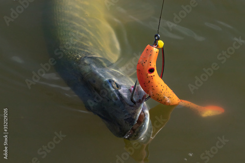 Photos European or northern (Esox lucius),  pike caught on spinning