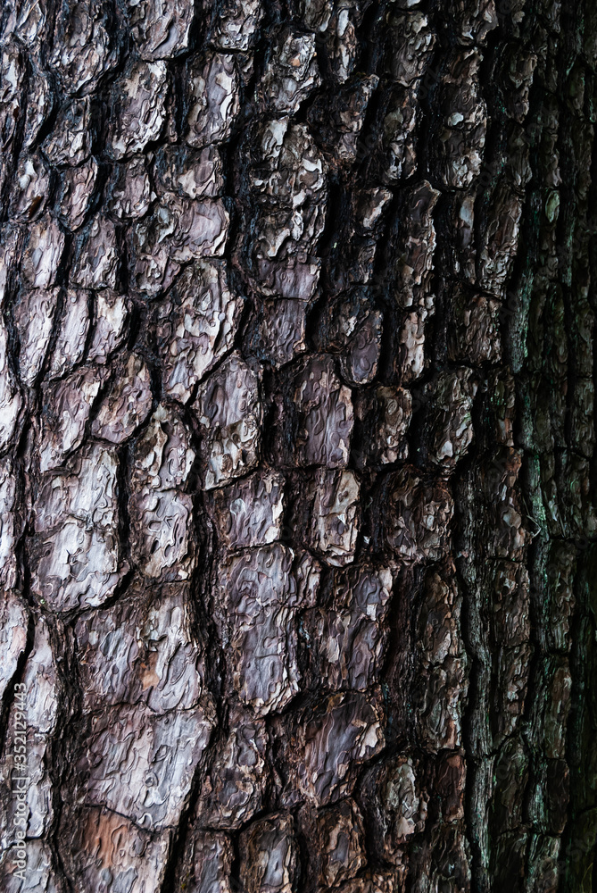 Fototapeta premium 松の樹皮