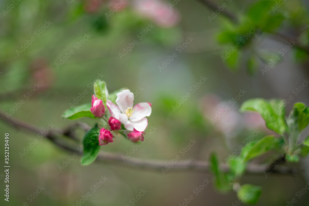 the beginning of pink Apple blossom in spring buds with petals close up background in a blur