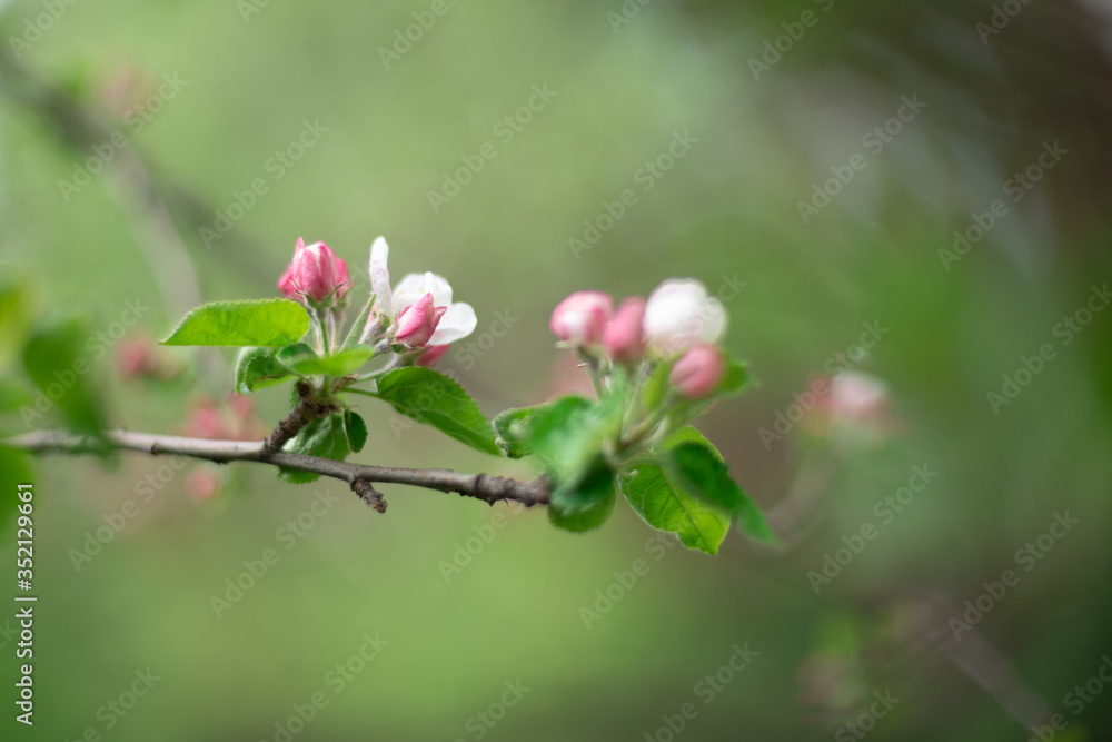 the beginning of pink Apple blossom in spring buds with petals close up background in a blur the beginning of pink Apple blossom in spring buds with petals close up background in a blur