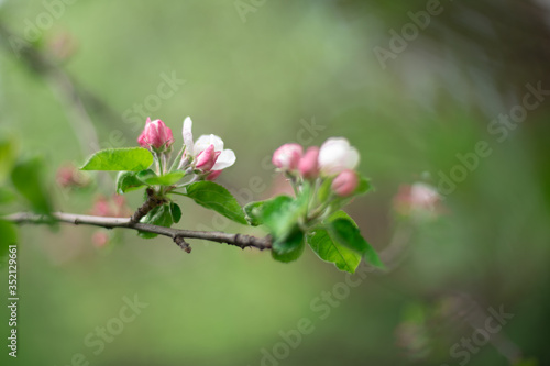 the beginning of pink Apple blossom in spring buds with petals close up background in a blur