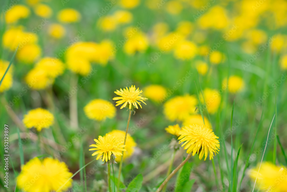 a lot of yellow dandelions with green stems in the background you want to blur the view slightly from above
a lot of yellow dandelions with green stems in the background you want to blur the view slightly from above