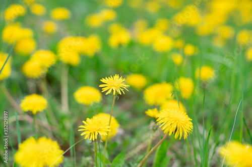  a lot of yellow dandelions with green stems in the background you want to blur the view slightly from above