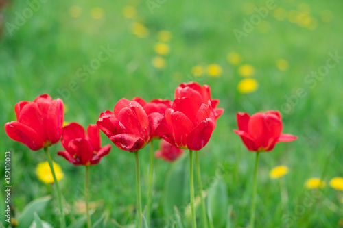 red tulips with Golden stems close up background in blur