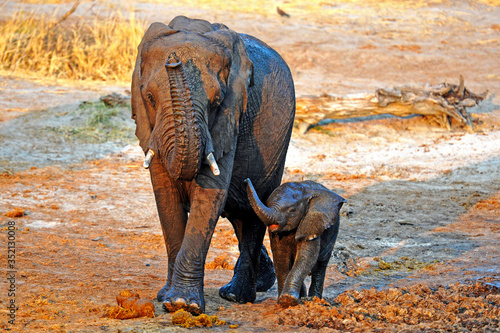 Wild lebende Elefanten in Botswana