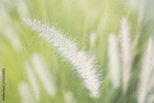 Pennisetum setaceum or African Fountain Grass. Summer background