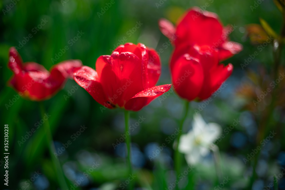 red tulips with Golden stems close up background in blur