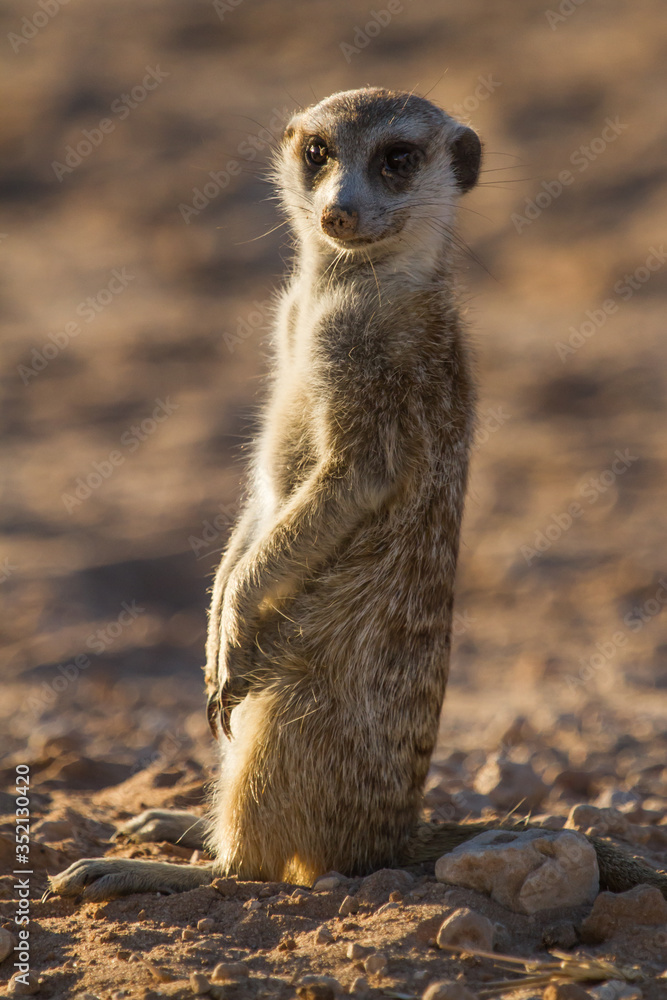 Meerkat (Suricata suricatta) Standing Guard in the Kalahari Meerkat (Suricata suricatta) Standing Guard in the Kalahari