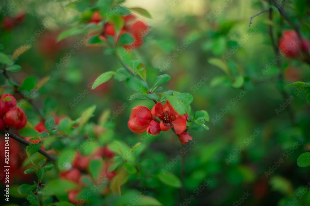 the beginning of flowering of the rosehip Bush in spring buds with petals close up background in a blur