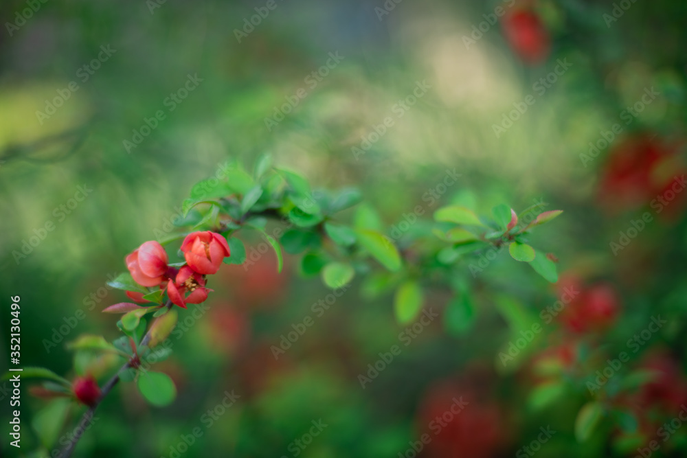 the beginning of flowering of the rosehip Bush in spring buds with petals close up background in a blur the beginning of flowering of the rosehip Bush in spring buds with petals close up background in a blur