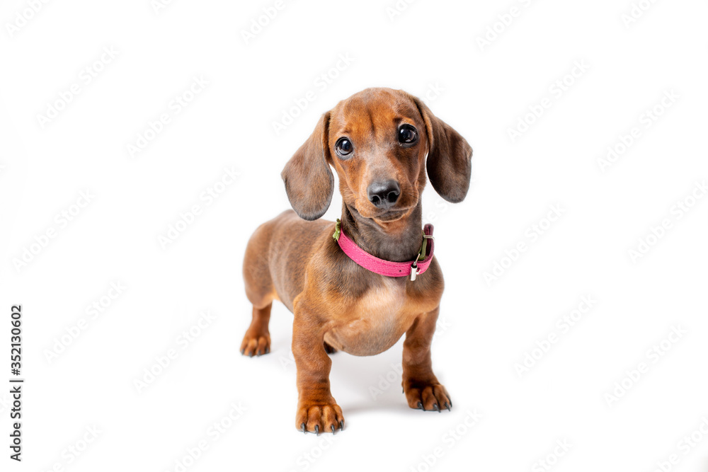 cute Dachshund puppy with sad big eyes stands isolated on a white background cute Dachshund puppy with sad big eyes stands isolated on a white background