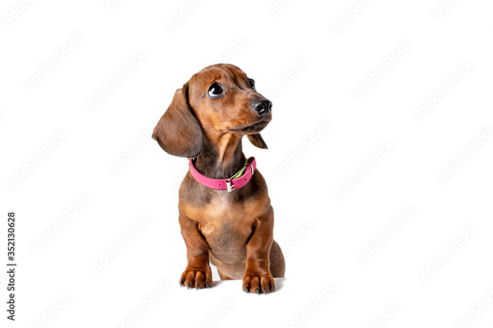 cute dog Dachshund puppy with sad big eyes stands isolated on a white background. the concept of cute, funny pets cute dog Dachshund puppy with sad big eyes stands isolated on a white background. the concept of cute, funny pets