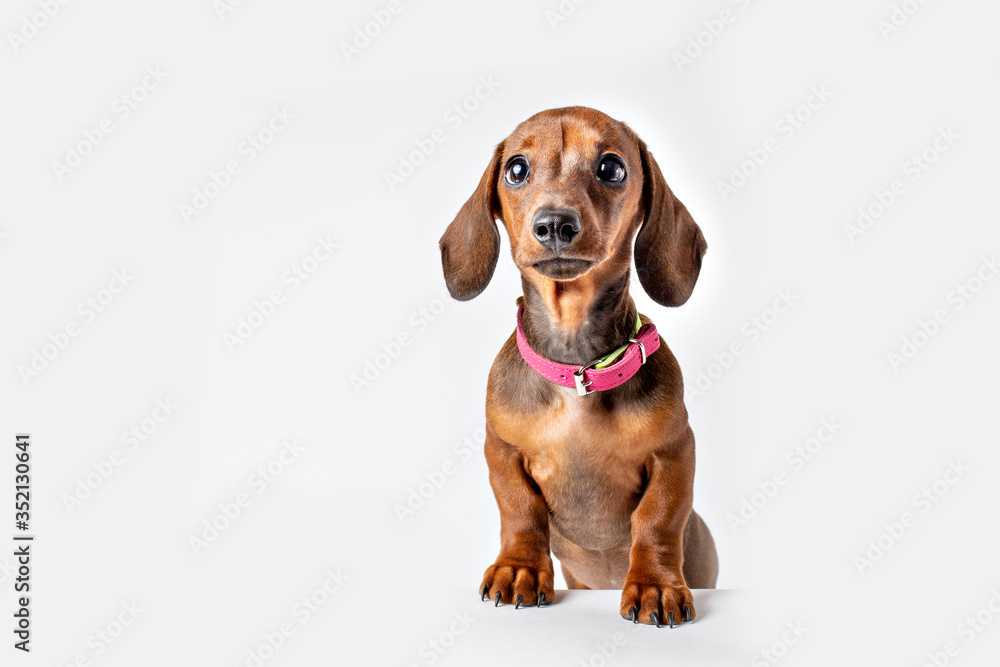 dachshund dog puppy isolated on white background