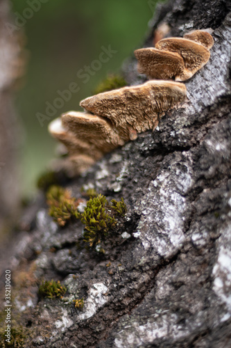 mushrooms grow on the trunk of a tree with moss in the forest