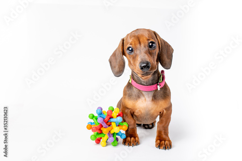 cute Dachshund puppy with sad big eyes sitting isolated on a white background © Olesya Pogosskaya