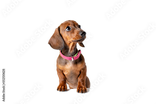 cute dog Dachshund puppy with sad big eyes stands isolated on a white background. the concept of cute  funny pets