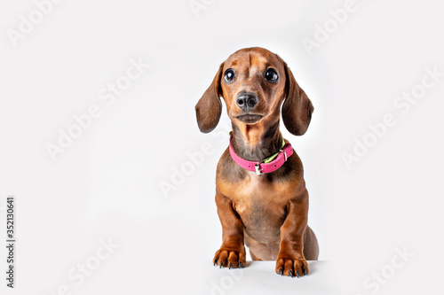 dachshund dog puppy isolated on white background