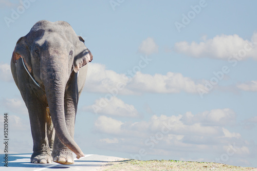 elephant walking  on road isolated on blue sky background.