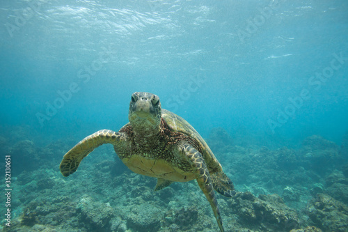 Green Sea Turtle Underwater Swimming in a Sea of Blue © DaiMar