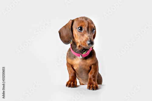 cute Dachshund puppy with sad big eyes stands isolated on a white background