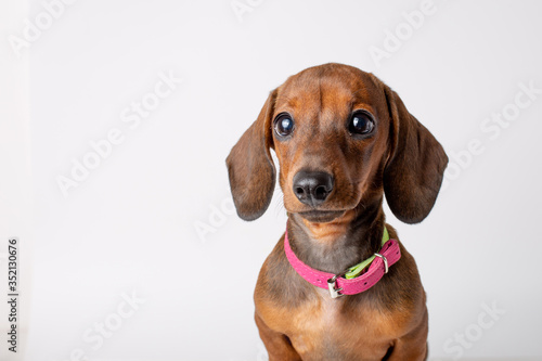 portrait of a cute Dachshund puppy with sad big eyes isolated on a white background © Olesya Pogosskaya