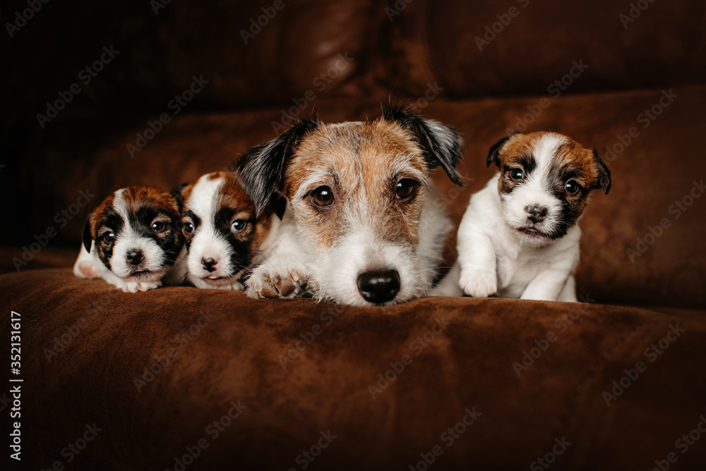 How Many Litters Can A Jack Russell Have
