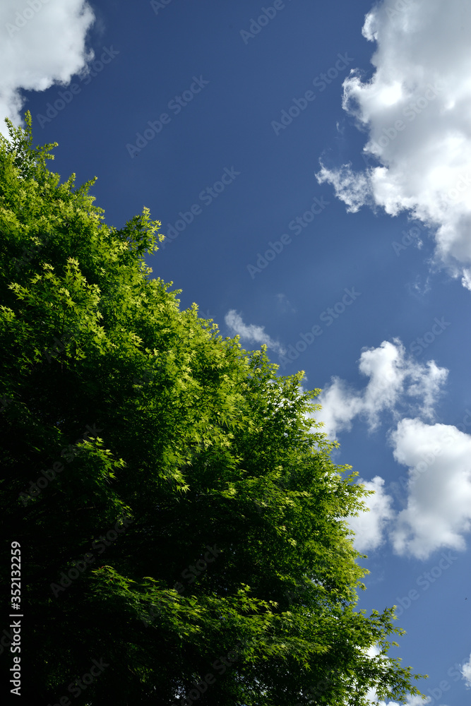 Obraz premium 新緑