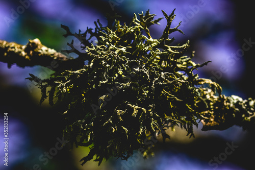 Lichen on a branch