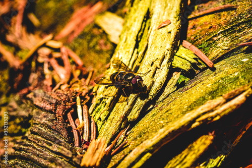 Fly on a ground photo