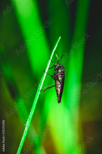 fly on green leaf