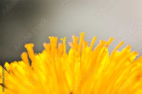 Dandelion closeup