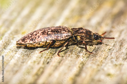 Black beetle on wood