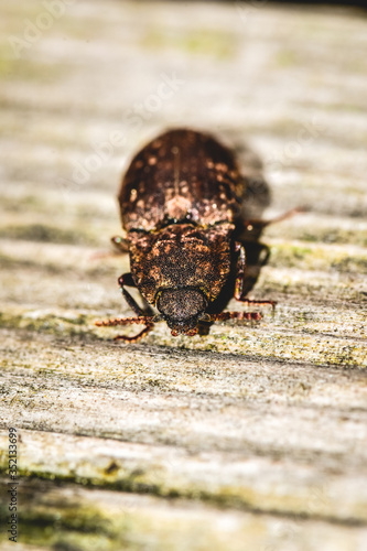 black beetle on wood