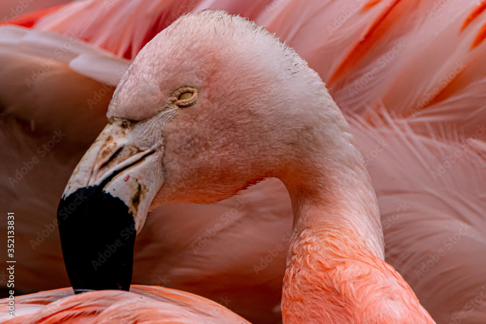 Fototapeta a beautiful pink chilean flamingo grooming its feathers