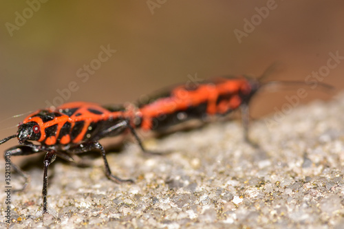 Firebug mating