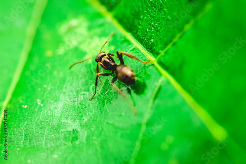 ant on leaf