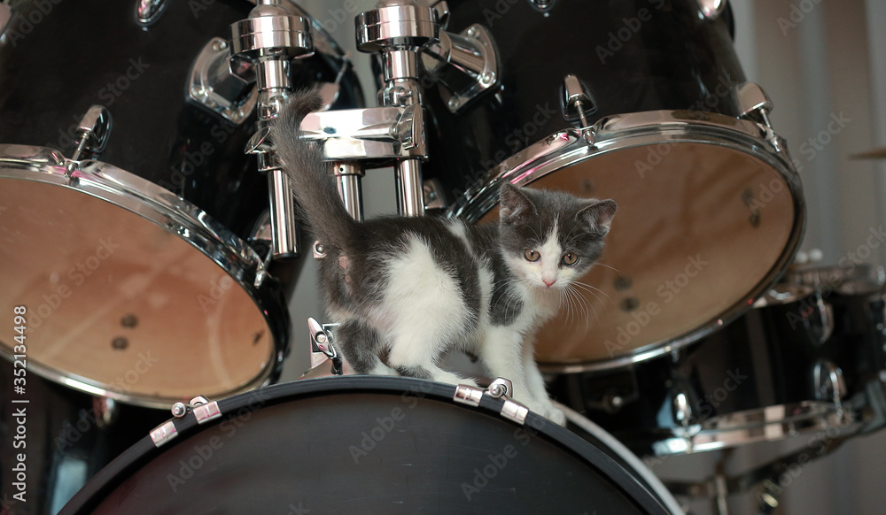 Fototapeta premium little kitten stands on the drums. percussion instruments.drums on black background