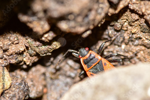 Firebug hiding in the ground